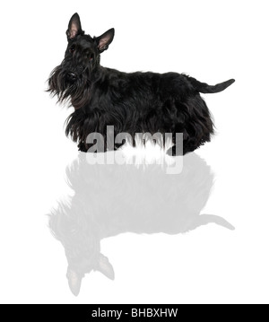 Terrier Schnauzer, 1 ans, in front of white background Banque D'Images