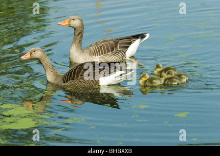 Oies cendrées (Anser anser). Adultes et oisons éclos juste sur l'eau pour le première fois. Le Norfolk. Banque D'Images