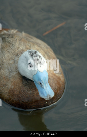 L'érismature à tête blanche ou raide-tail (Oxyura leucocephala). Des hommes. Banque D'Images