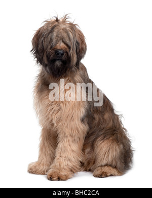 Briard, 9 mois, in front of white background Banque D'Images