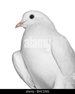 Pigeon, 2 ans, in front of white background Banque D'Images