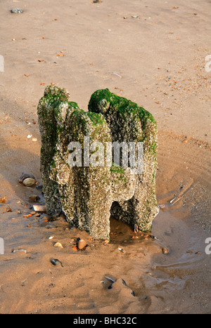 Ancien support de tuyau couverte de balanes poster visible à marée basse sur la plage à Holme next la mer, Norfolk, Royaume-Uni. Banque D'Images