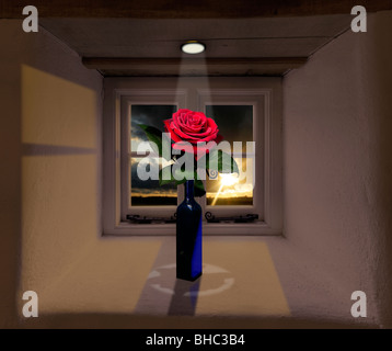 Rose rouge dans une bouteille bleue devant une fenêtre et le coucher du soleil Banque D'Images