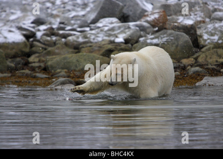 Ours blanc Ursus maritimus debout dans l'eau d'atteindre avec pattes avant pour une mouette morte flottant dans l'eau avec une réflexion Banque D'Images