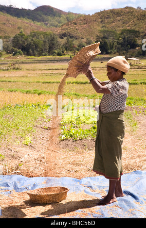 Elcolbere les femmes du village fermier Maria Moniz trier et glaner sa culture de riz dans la région Alieu au Timor oriental Banque D'Images