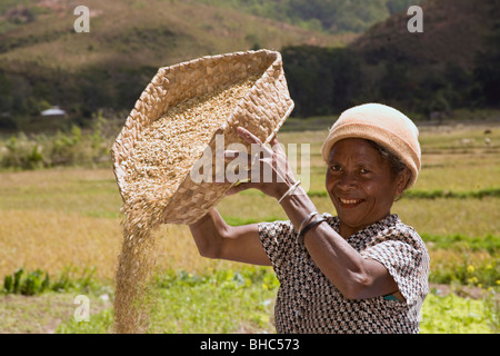 Elcolbere les femmes du village fermier Maria Moniz trier et glaner sa culture de riz dans la région Alieu au Timor oriental Banque D'Images