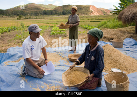 Elcolbere village des agricultrices Maria Moniz & Domingues da Silva trier et glaner leur récolte de riz et de maïs au Timor oriental Banque D'Images