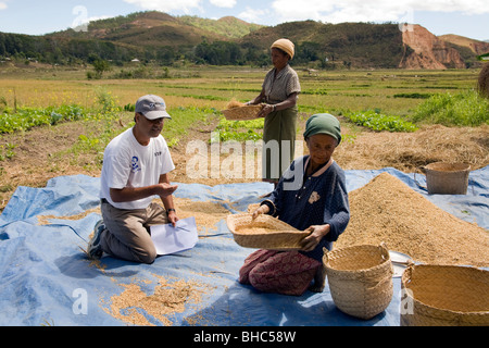 Elcolbere village des agricultrices Maria Moniz & Domingues da Silva trier et glaner leur récolte de riz et de maïs au Timor oriental Banque D'Images