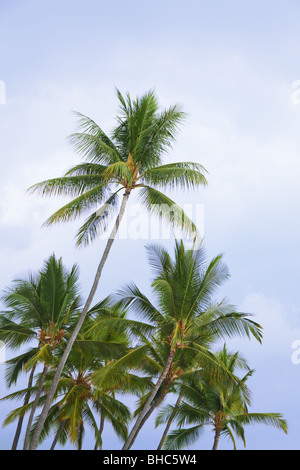 Hawaiian Palm arbres abattus à partir de ci-dessous avec sky Banque D'Images