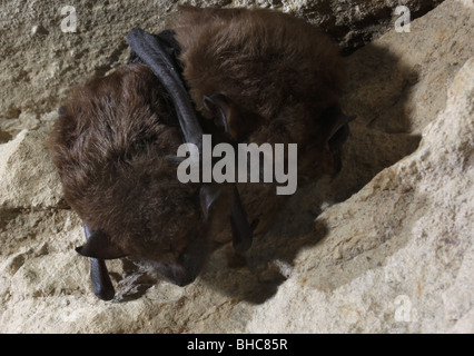 Grande chauve-souris brune l'hibernation cave kentucky Banque D'Images