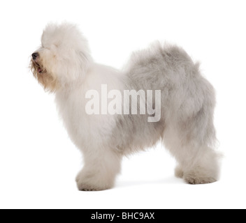 Anglais de berger, 1 ans, in front of white background Banque D'Images