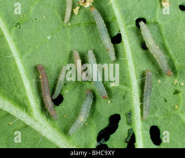 Les chenilles de la teigne des crucifères (Plutella xylostella) sur une feuille de chou endommagé Banque D'Images