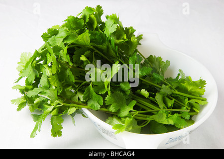 Feuilles de coriandre fraîches dans un plat blanc Banque D'Images