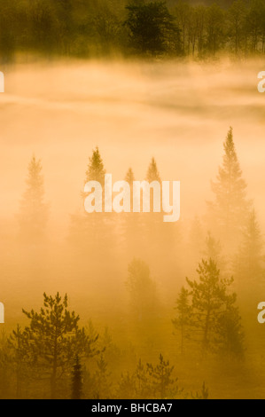 Arbres dans la brume dans la tourbière de la vallée, le Grand Sudbury, Ontario, Canada Banque D'Images