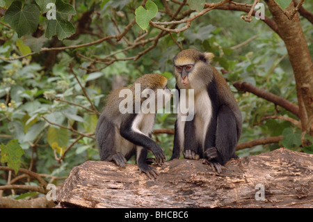 Campbell du singe mona mona (Cercopithecus campbelli) en forêt tropicale, Ghana Banque D'Images