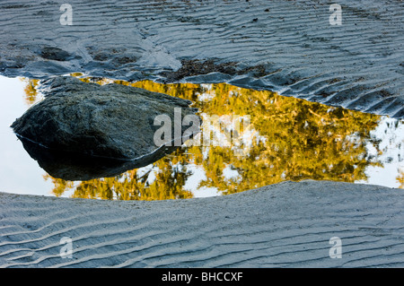 Réflexions d'arbres dans le sable humide à marée basse sur la plage MacKenzie, Tofino, BC, Canada Banque D'Images