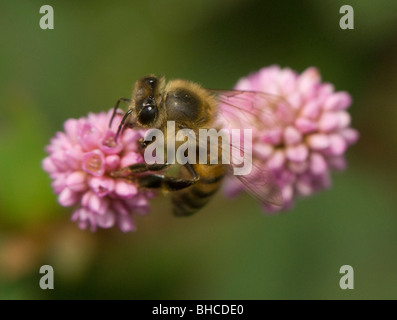 La quête de l'Afrique de l'abeille sur une fleur, photographié en Tanzanie, Afrique. Banque D'Images