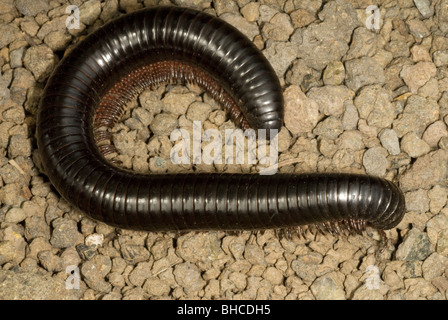 Mille-pattes géant africain (Archispirostreptus gigas) Banque D'Images