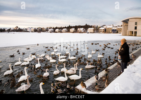 L'alimentation de la femme un peu de pain d'oiseaux sur le lac Tjornin. Le centre de Reykjavik en Islande Banque D'Images