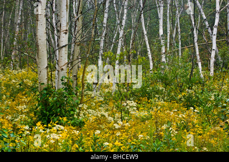 Des Verges et les asters de grove de jeunes bouleaux et de trembles, Grand Sudbury, Ontario, Canada Banque D'Images