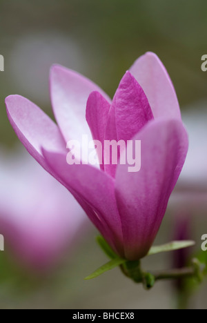 MAGNOLIA SUSAN Banque D'Images