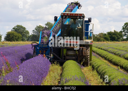 La récolte de lavande à SNOWSHILL LAVENDER FARM Banque D'Images