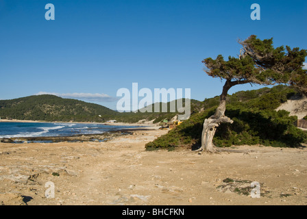 Genévrier phénicien, Juniperus phoenicea Banque D'Images