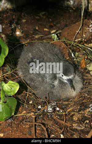 Wedge-tailed shearwater Puffinus pacificus chick près de l'entrée du nid Banque D'Images