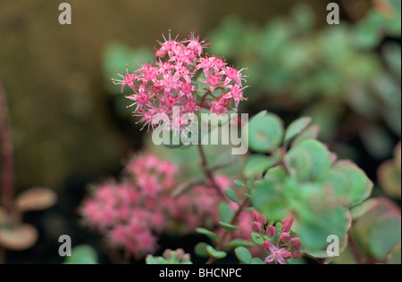 Sedum cauticolum Banque D'Images