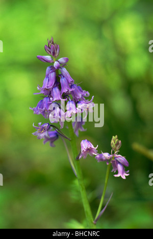 Scilla peruviana Banque D'Images