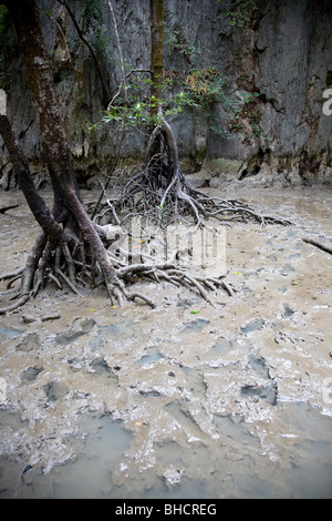 L'ouverture de la grotte de la mangrove au milieu de Panak Island Banque D'Images