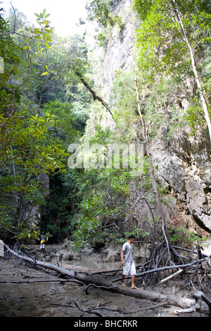 L'ouverture de la grotte de la mangrove au milieu de Panak Island Banque D'Images