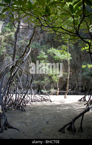 L'ouverture de la grotte de la mangrove au milieu de Panak Island Banque D'Images