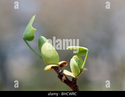 Tulip Tree bud. La Préfecture de Tokyo, Japon Banque D'Images