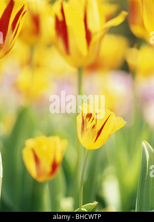 Tulipes rouges et jaunes, Yokohama, Kanagawa Prefecture, Japan Banque D'Images