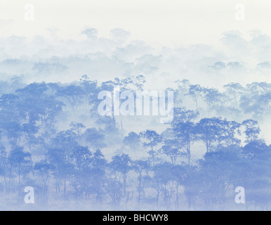 Matin brouillard sur Kushiro shitsugen-, paysage, Hokkaido, Japon Banque D'Images