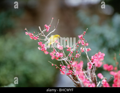 Japanese White-eye sur Prunier. La Préfecture de Fukuoka, Japon Banque D'Images