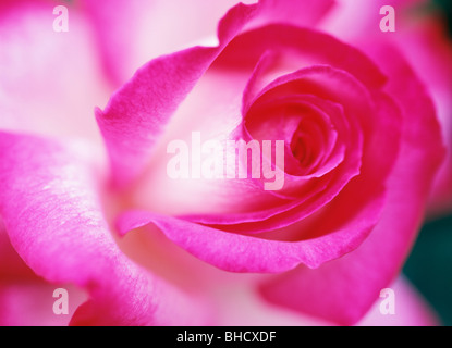 L'image plein cadre de Rose. La Préfecture de Kanagawa, Japon Banque D'Images