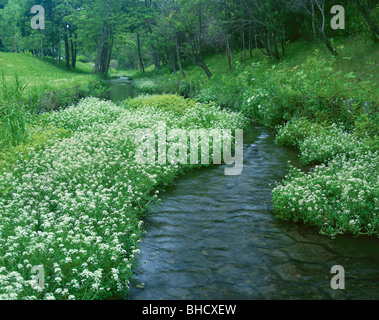 Stream et la floraison du cresson, Hokkaido, Japon Banque D'Images