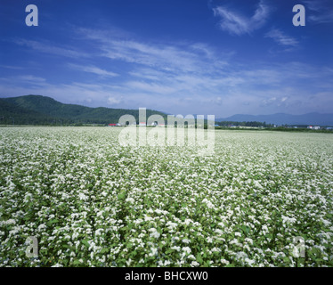 Domaine de sarrasin. Hokkaido, Japon Banque D'Images