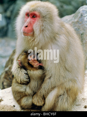 Macaque japonais tenant son bébé. Jigokudani, Nagano Prefecture, Japan Banque D'Images