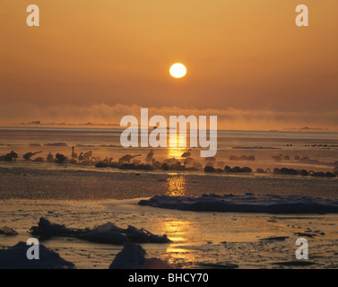 Le glaces en dérive au milieu des cygnes au lever du soleil, Odaito, Hokkaido, Japon Banque D'Images