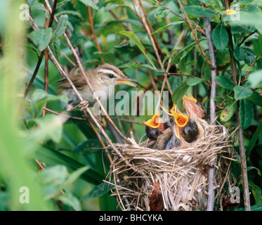 Black-browed warbler-Reed poussins d'alimentation en nid, Hokkaido, Japon Banque D'Images