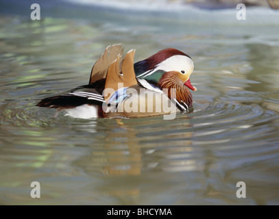 Canard mandarin mâle, Kushiro, Hokkaido, Japon Banque D'Images