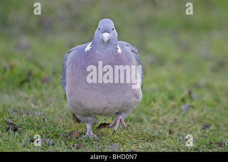 Ramier waliking Banque D'Images