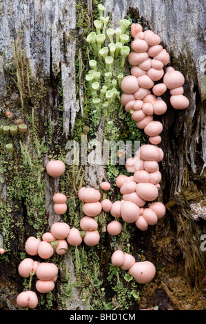 Pis du loup Lycogala epidendrum (champignon), dans la forêt de pin sylvestre Calédonien, en Écosse. Banque D'Images