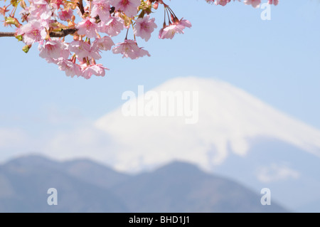 Les cerisiers en fleurs, Matsuda, préfecture de Kanagawa, Japon Banque D'Images