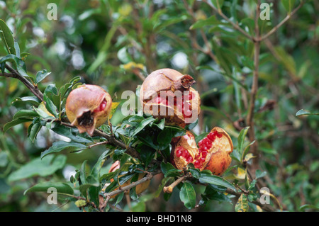 Les grenades growing on tree, Saitaima Prefecture, Japan Banque D'Images