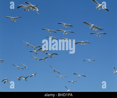 Flock of seagulls flying in sky Banque D'Images