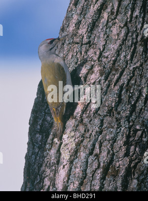 Pic vert japonais sur le tronc de l'arbre Banque D'Images